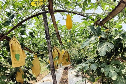 মাচায় মাচায় ঝুলছে রঙ্গিলা ও মার্সেল জাতের তরমুজ