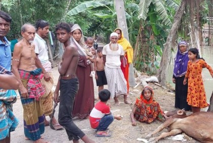 বিষাক্ত খাবার খেয়ে মারা গেল কৃষকের ৩টি গরু 
