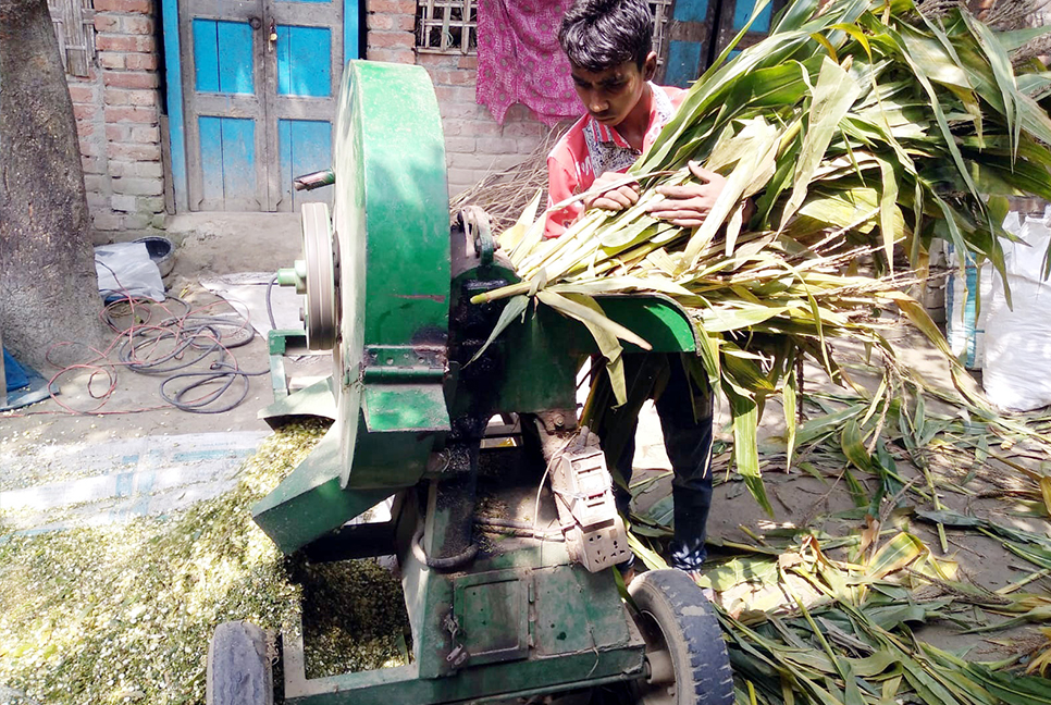 দিনাজপুরে জনপ্রিয় হচ্ছে ভিন্নধর্মী গো-খাদ্য