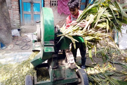 দিনাজপুরে জনপ্রিয় হচ্ছে ভিন্নধর্মী গো-খাদ্য
