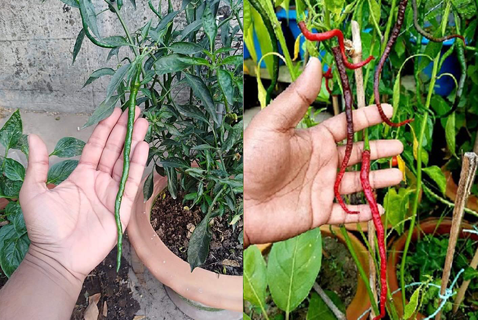 মরিচ নয় যেন বরবটি!