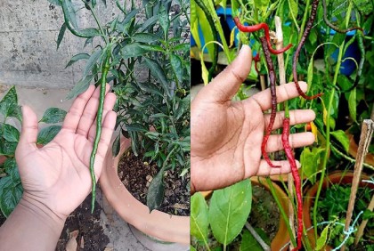 মরিচ নয় যেন বরবটি!