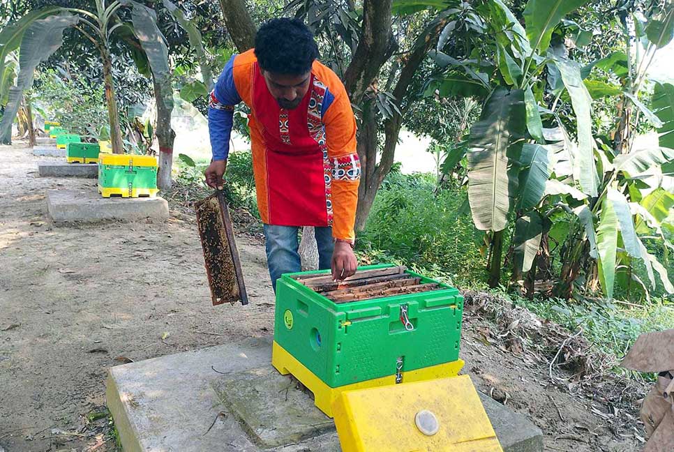 তিলের ক্ষেত থেকে মধু আহরণ