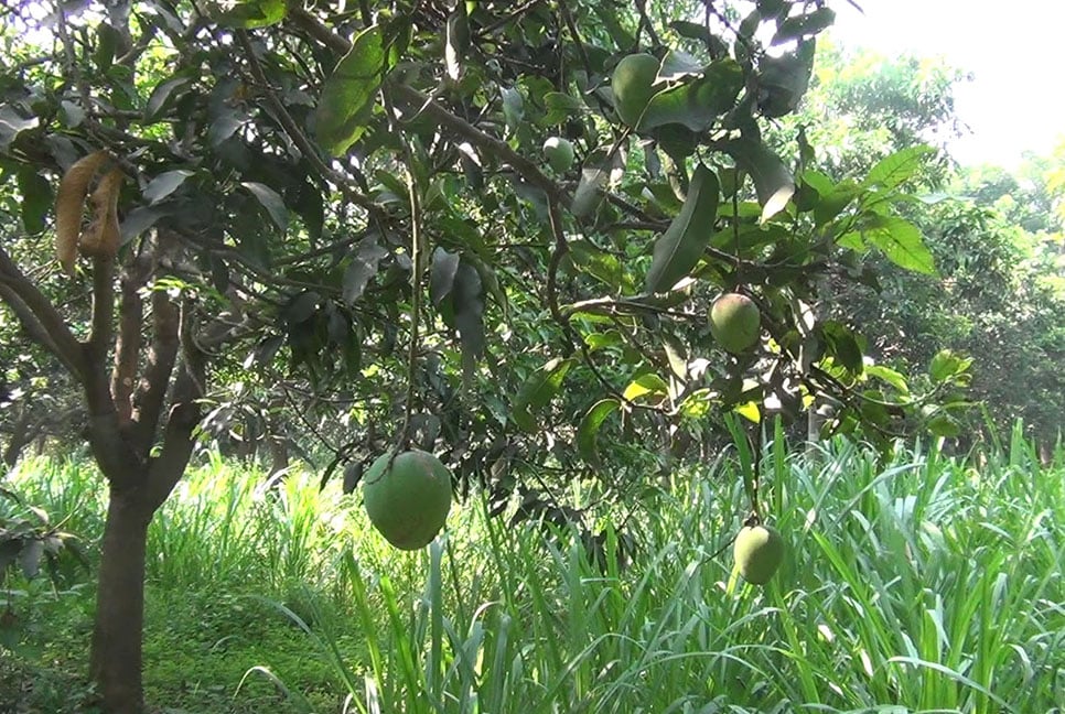 নাটোরে গোপালভোগ আম বাজারে আসা শুরু