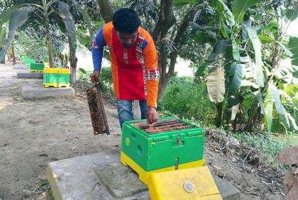 তিলের ক্ষেত থেকে মধু আহরণ