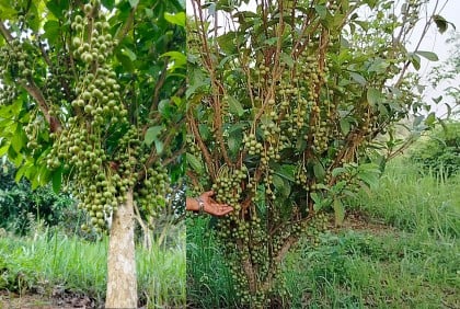 পাহাড়ে লটকন চাষে সফলতা