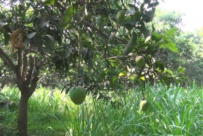 নাটোরে গোপালভোগ আম বাজারে আসা শুরু