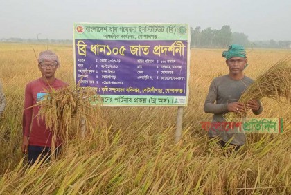 ব্রি ধান-১০৫; পেট ভরে ভাত খেতে পারবে ডায়াবেটিস রোগীরা