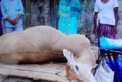 মৃত অবস্থায় বিলুপ্তপ্রায় নীলগাই উদ্ধার
