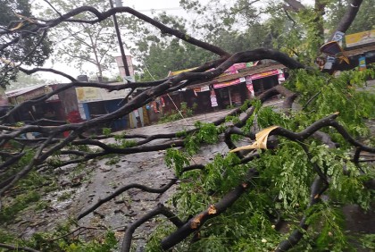রিমালে ইবিতে ভাঙল গাছপালা, নেই বিদ্যুৎ