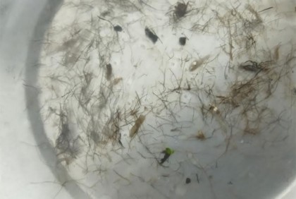 হালদায় দ্বিতীয় দফায় নমুনা ডিম ছেড়েছে মা মাছ
