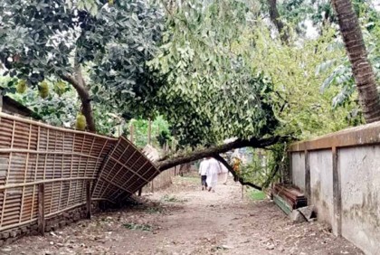 দিনাজপুরে কালবৈশাখীর তাণ্ডবে
ব্যাপক ক্ষয়ক্ষতি