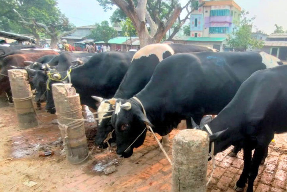 বগুড়ায় হাটে কোরবানির পশু
