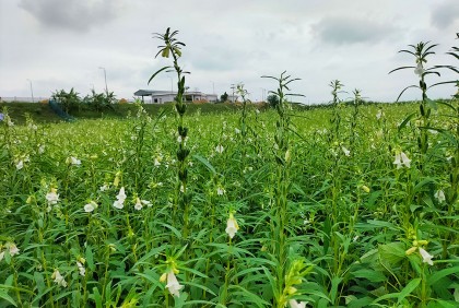 গোপালগঞ্জে বিনা তিলের বাম্পার ফলনের আশা কৃষকের