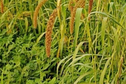 লাভের আশায় বাদামের সাথে কাউন চাষ 