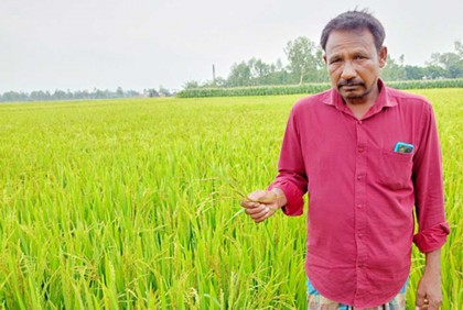 ইটভাটার দূষিত গ্যাসে কৃষকের ধানক্ষেত নষ্টের অভিযোগ