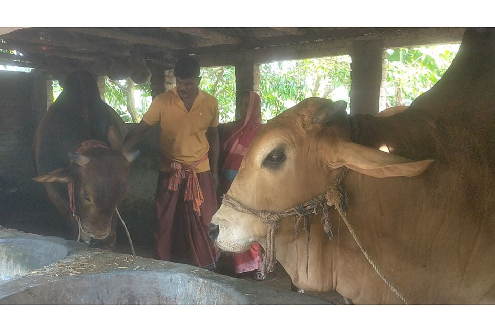 কোরবানীর হাটে যাবে 'মামা-ভাগ্নে' 