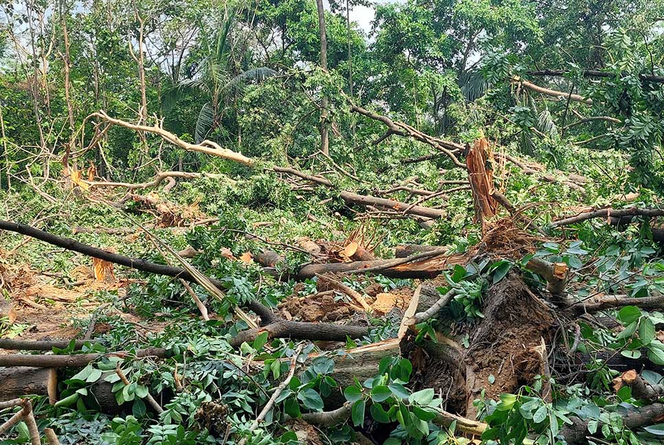 জাবিতে শিক্ষার্থীদের বাধার মুখেও চলছে বৃক্ষনিধন