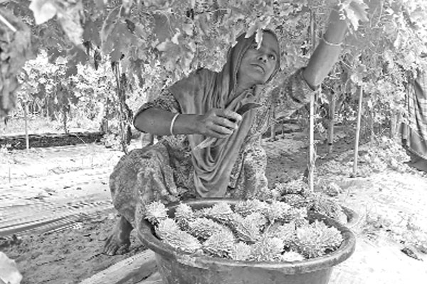 চমক মালচিং পদ্ধতিতে করলা চাষে