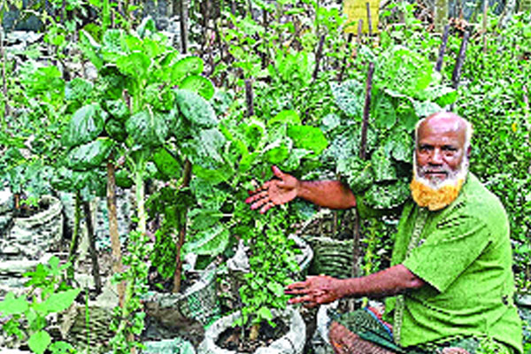 পরিত্যক্ত জমিতে বস্তায় পাতাকপির চাষে চমক