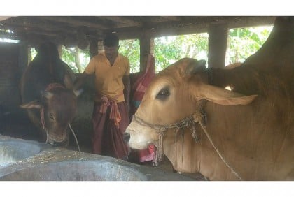 কোরবানীর হাটে যাবে 'মামা-ভাগ্নে' 