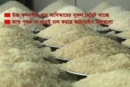 কোন জাতের ধানের চাল খাচ্ছেন জানেন না ভোক্তারা 
