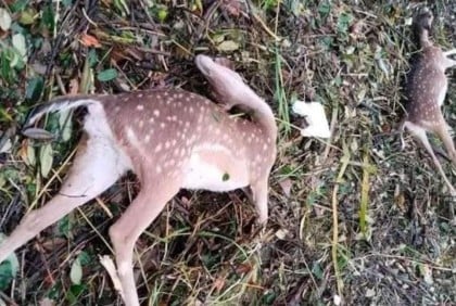সুন্দরবনে ১৩৪ বন্যপ্রাণীর মৃতদেহ উদ্ধার