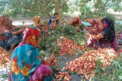 নাটোরে লিচুর ফলন কম, বাগান কিনে লোকসানে ব্যবসায়ীরা