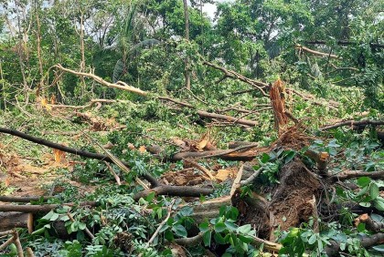 জাবিতে শিক্ষার্থীদের বাধার মুখেও চলছে বৃক্ষনিধন