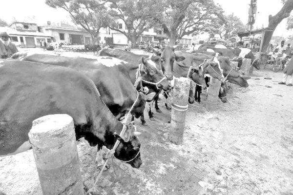 বগুড়ার হাটে কোরবানির পশু