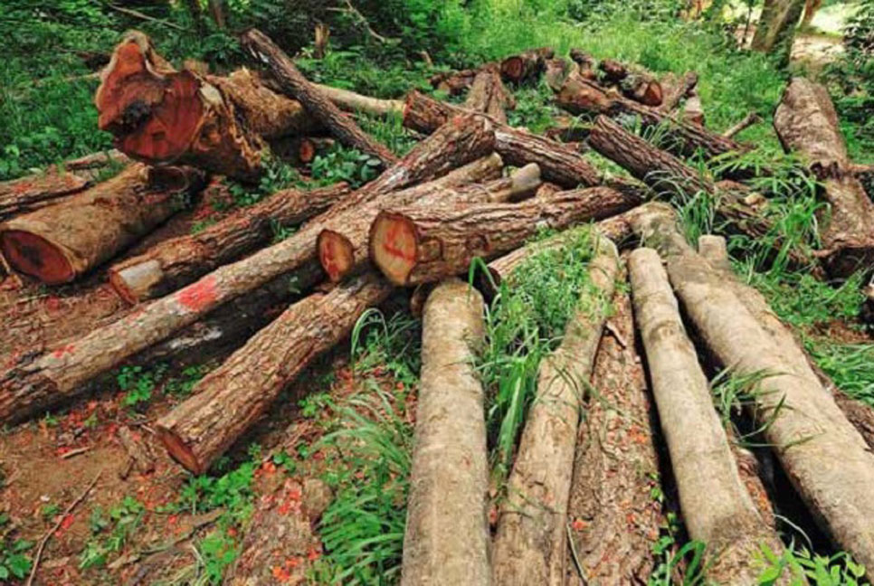 থামছে না পরিবেশের সর্বনাশ