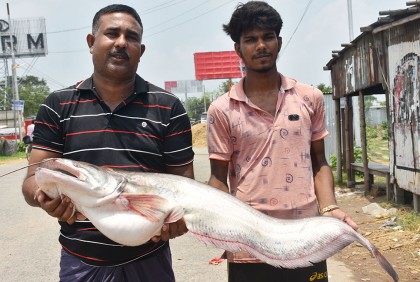 পদ্মার এক বোয়ালের দাম ২৩ হাজার টাকা