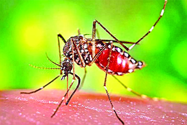 দুশ্চিন্তা বাড়াচ্ছে এডিস মশা
