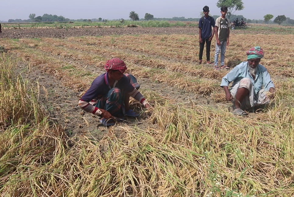খরায় চুয়াডাঙ্গার কৃষি ও ফসলের মারাত্মক ক্ষতি