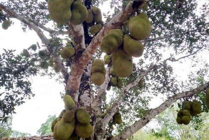 গ্রামীণ জনপদে মিষ্টি ঘ্রাণ ছড়াচ্ছে 
কাঁঠাল
