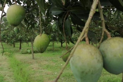 হাঁড়িভাঙ্গা আমের আনুষ্ঠানিক যাত্রা
২০ জুন