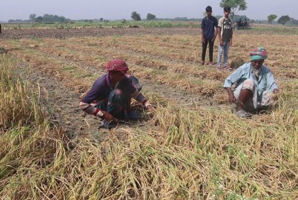 খরায় চুয়াডাঙ্গার কৃষি ও ফসলের মারাত্মক ক্ষতি