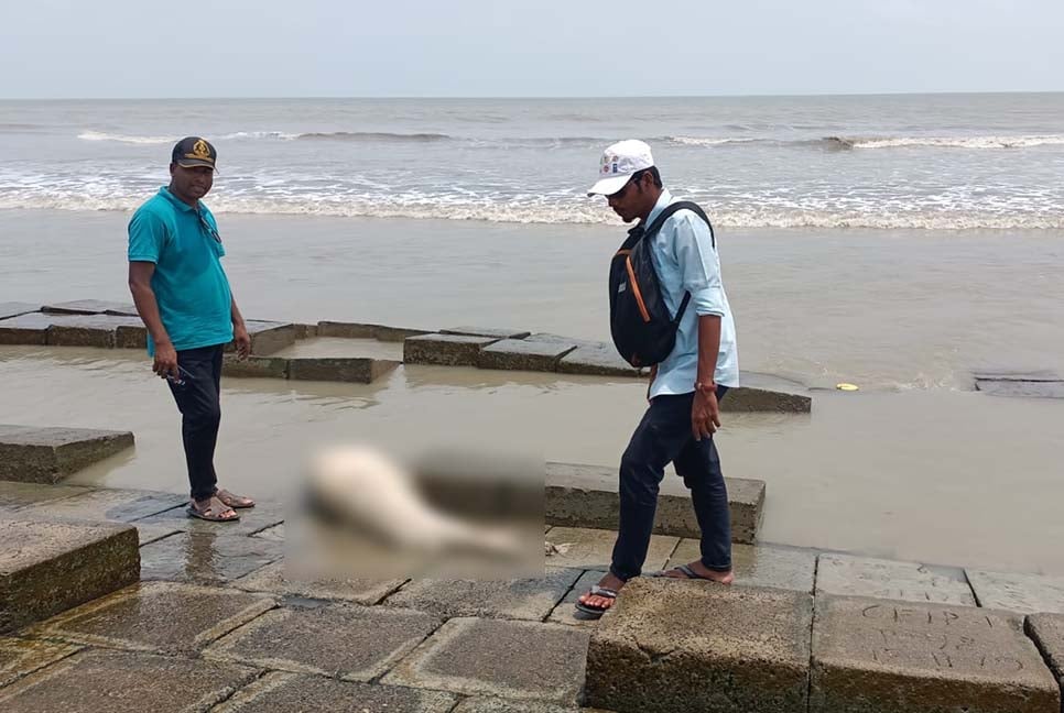 কুয়াকাটা সৈকতে ভেসে এসেছে মৃত ডলফিন