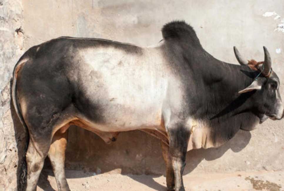 সরবরাহ বেশি থাকলেও গরুর বেচাকেনা কম