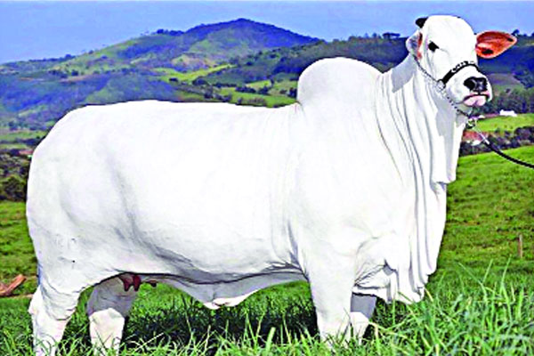 বিশ্বের সবচেয়ে দামি গরুর উৎপাদনে যাচ্ছে ভারত