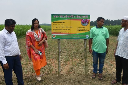 বালিয়াকান্দিতে গ্রীষ্মকালীন পিয়াজ চাষে সফলতা