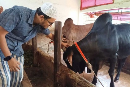 হুমায়ুনের খামারে কালু-সোনা মিয়ার দাপট