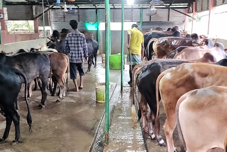 মৌলভীবাজারে ১৪ হাজারেরও বেশি গবাদি পশুর ঘাটতি

