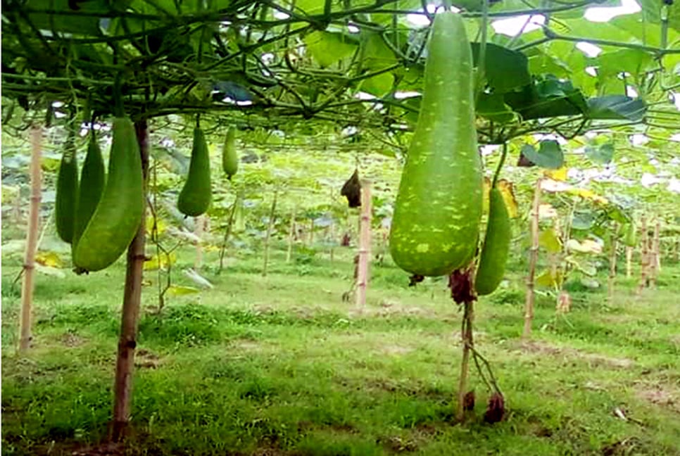 দিনাজপুরে মাচা পদ্ধতিতে লাউ চাষে সাড়া ফেলেছেন চার কৃষক
