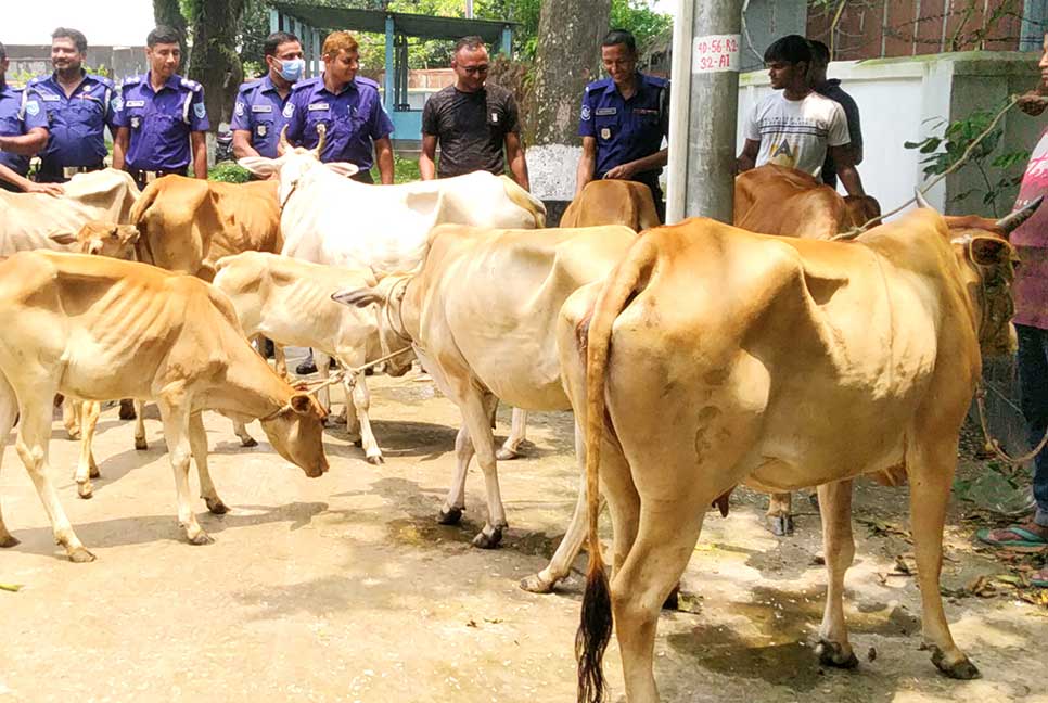 যমুনার চরে কাশবন থেকে ১২ চোরাই গরু উদ্ধার