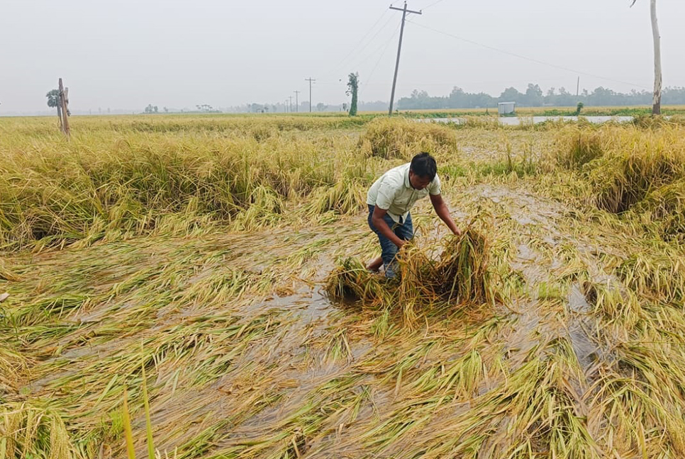মিলছে না শ্রমিক, পানির নিচে ধান, বিপাকে কৃষকরা


