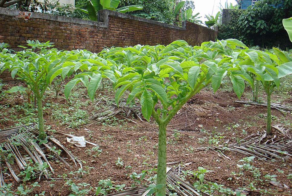 মাদ্রাজী ওলকচু জনপ্রিয় হয়ে উঠছে গোপালগঞ্জে 

