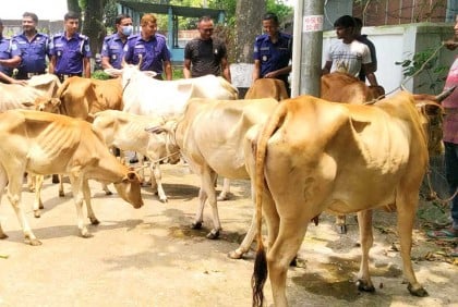 যমুনার চরে কাশবন থেকে ১২ চোরাই গরু উদ্ধার