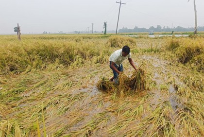 মিলছে না শ্রমিক, পানির নিচে ধান, বিপাকে কৃষকরা

