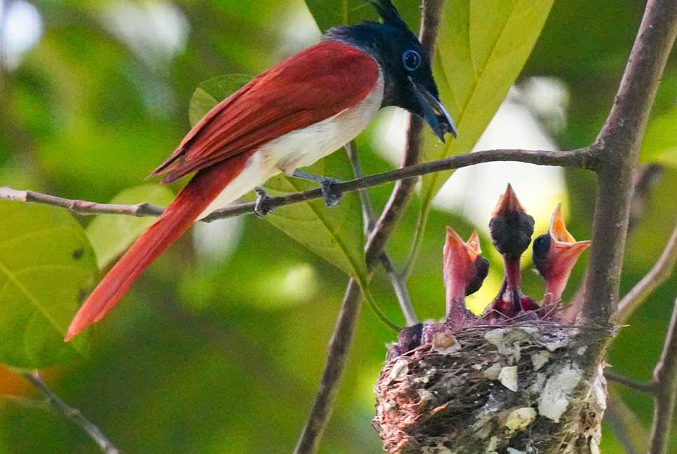 চঞ্চল স্বভাবের সাহেব বুলবুলি